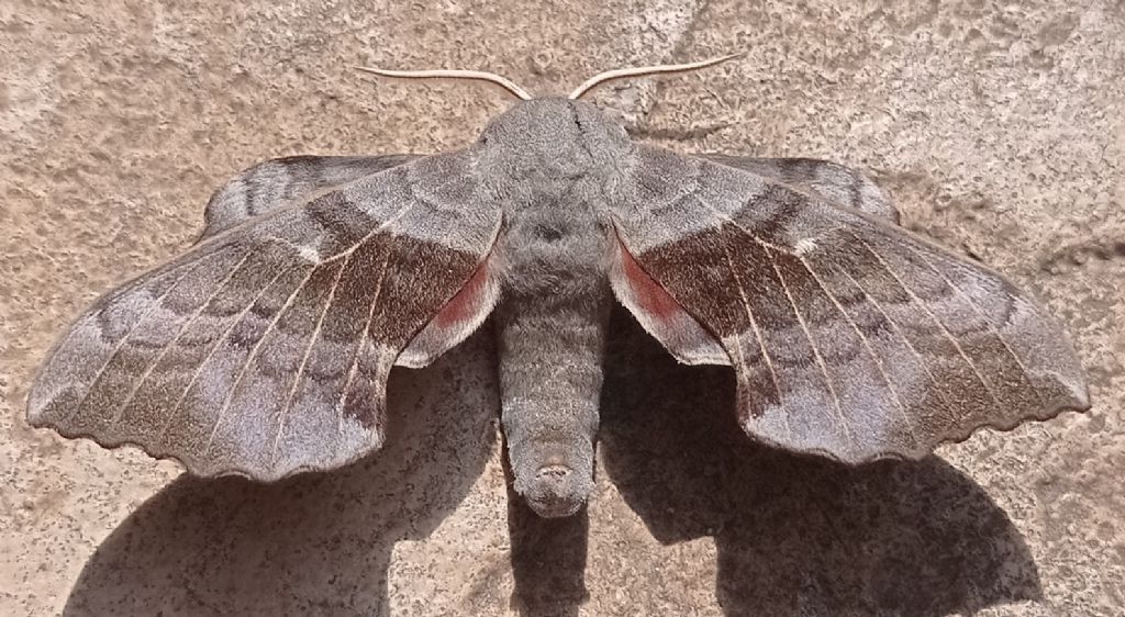 Laothoe populi - Sphingidae